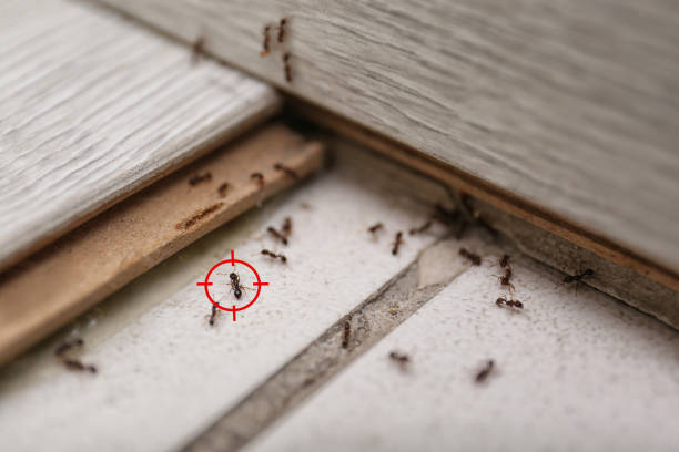 Best Wildlife Control Services  in Coto De Za, CA