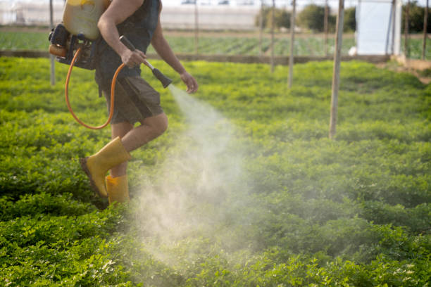 Flea Control Services in Coto De Caza, CA