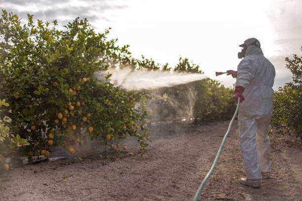 Best Insect Control  in Coto De Za, CA