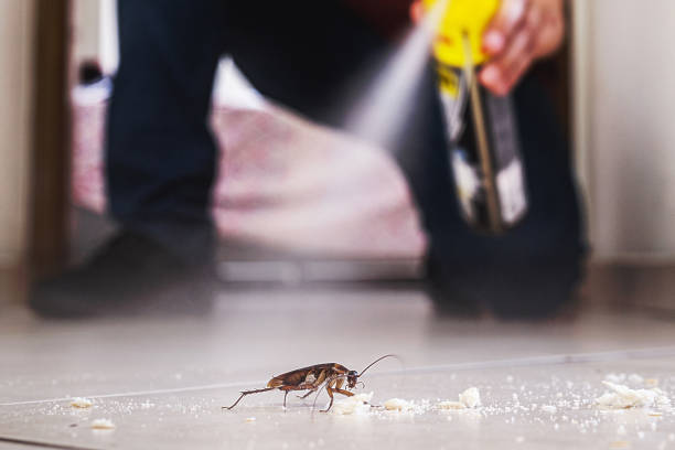 Best Mosquito Control Services  in Coto De Za, CA